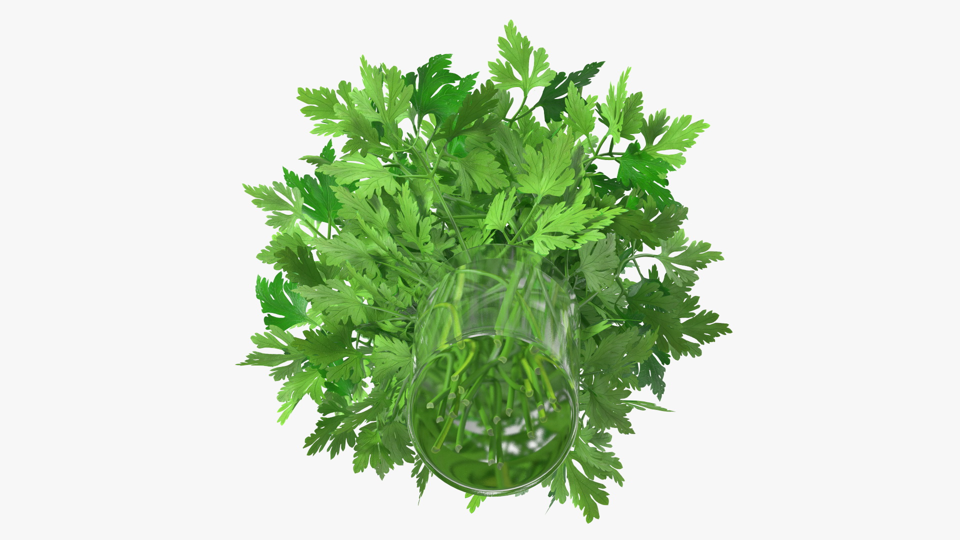 3D Fresh Bunch Parsley in Glass model