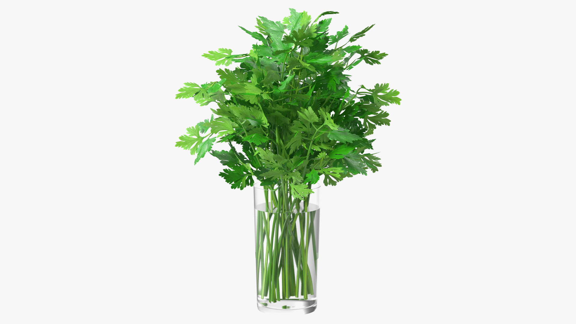 3D Fresh Bunch Parsley in Glass model