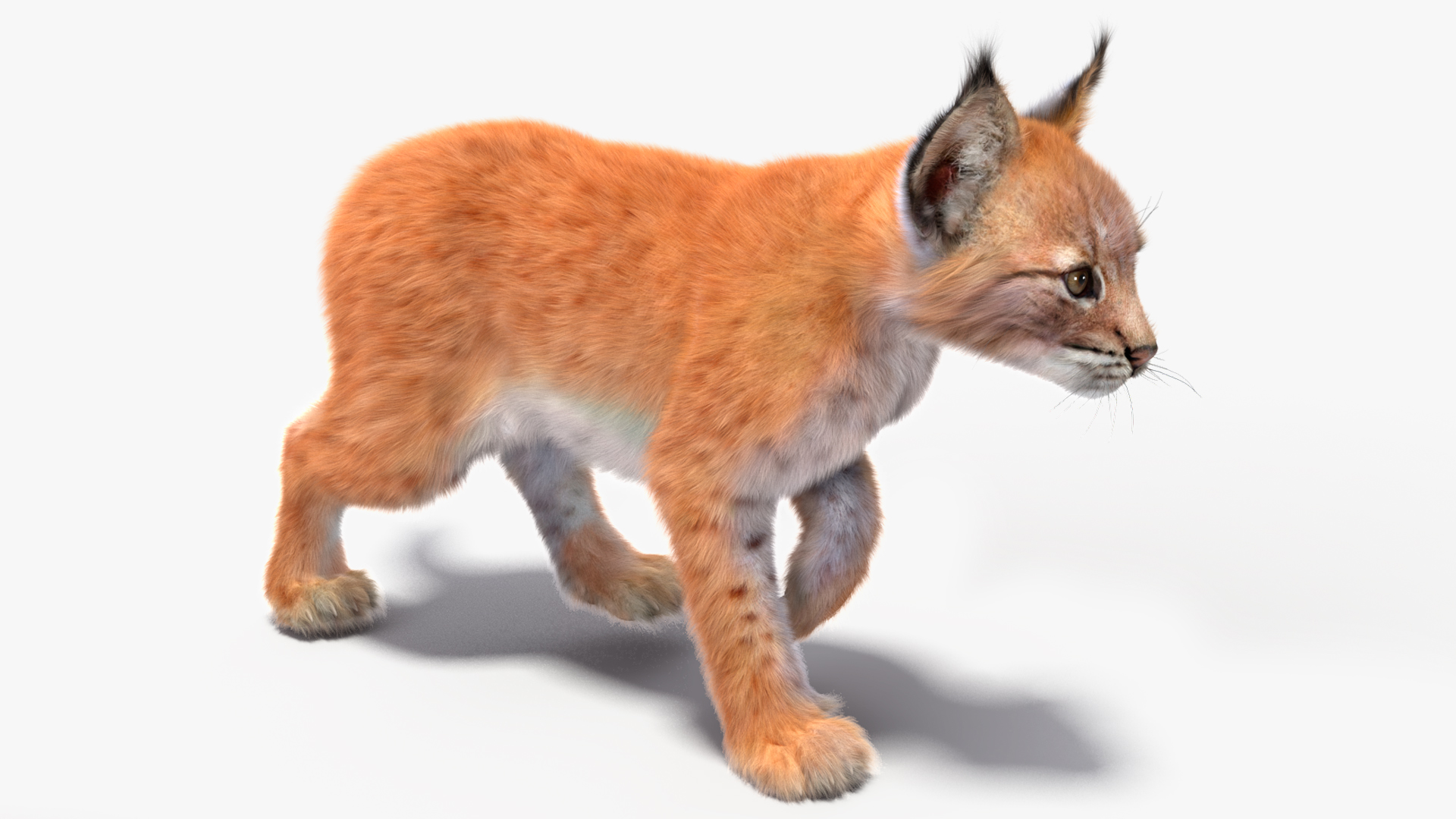 Lynx Cub Fur Rigged 3D model