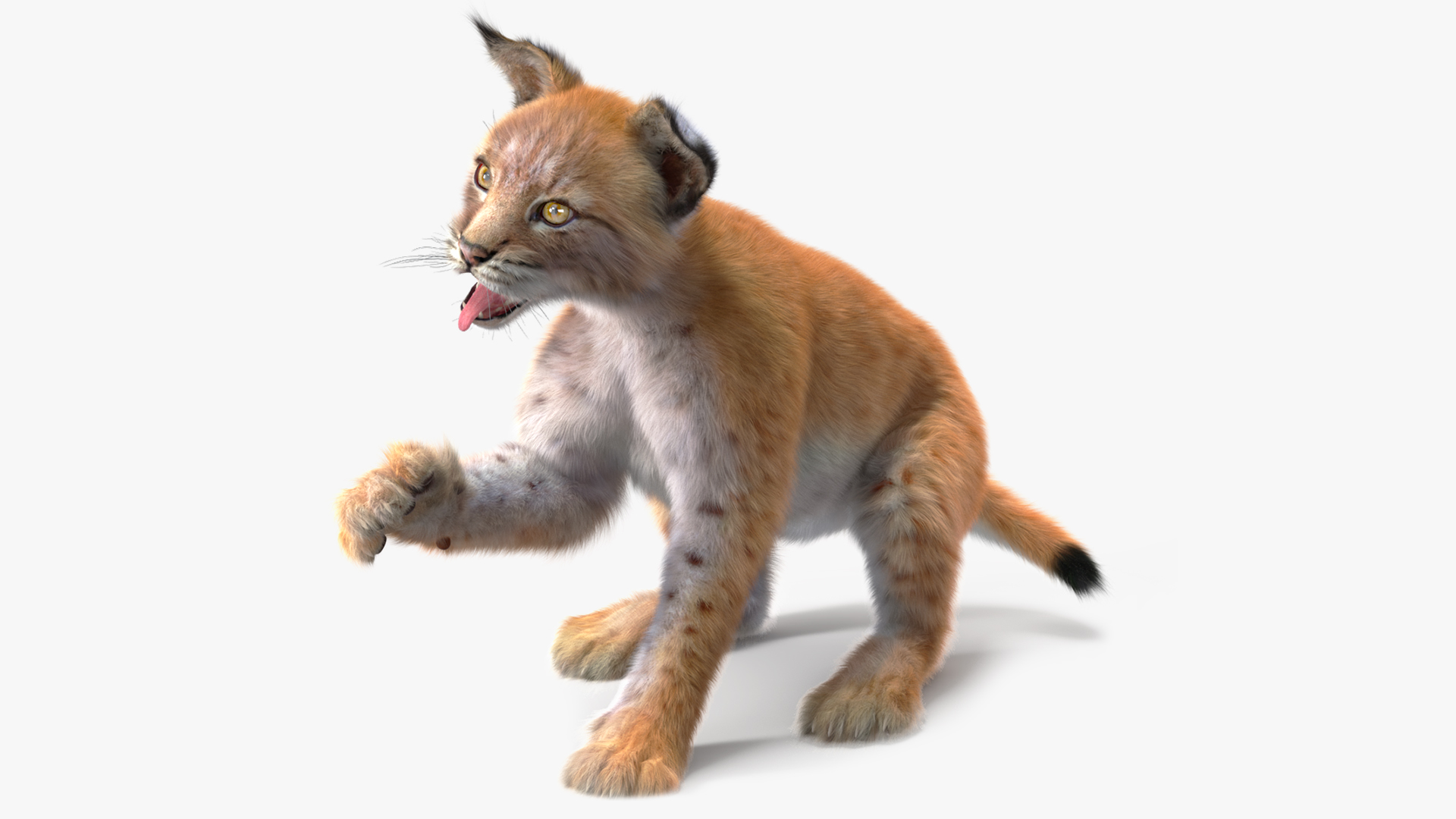 Lynx Cub Fur Rigged 3D model