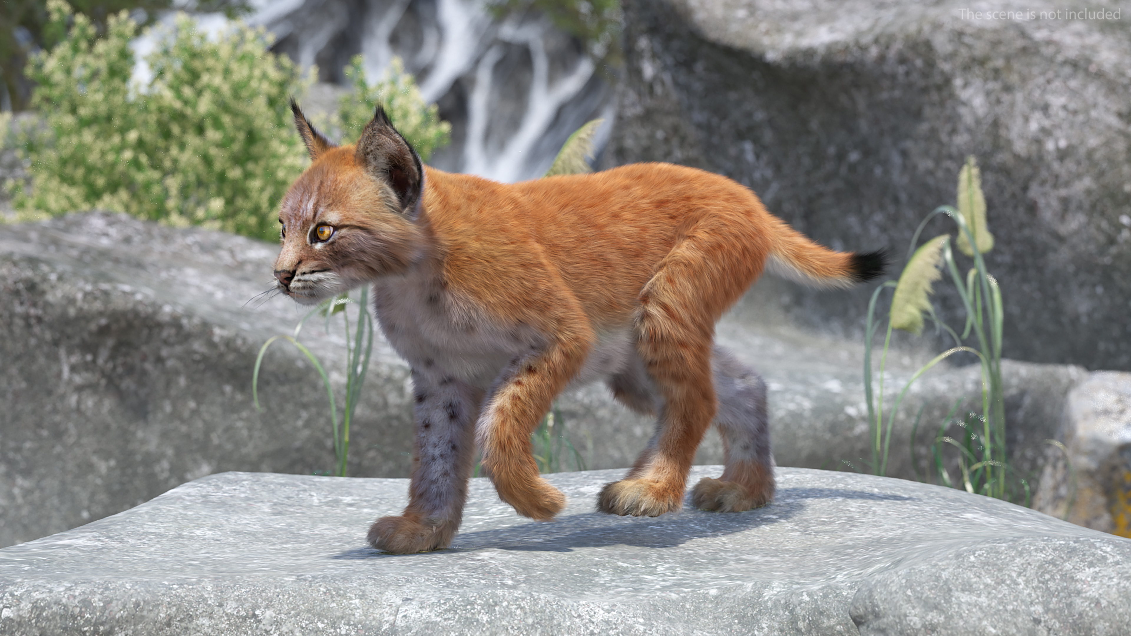 Lynx Cub Fur Rigged 3D model