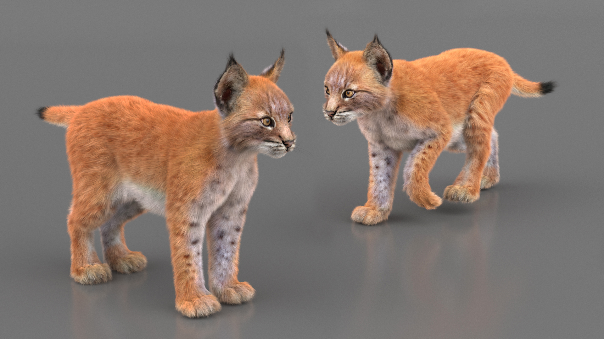 Lynx Cub Fur Rigged 3D model