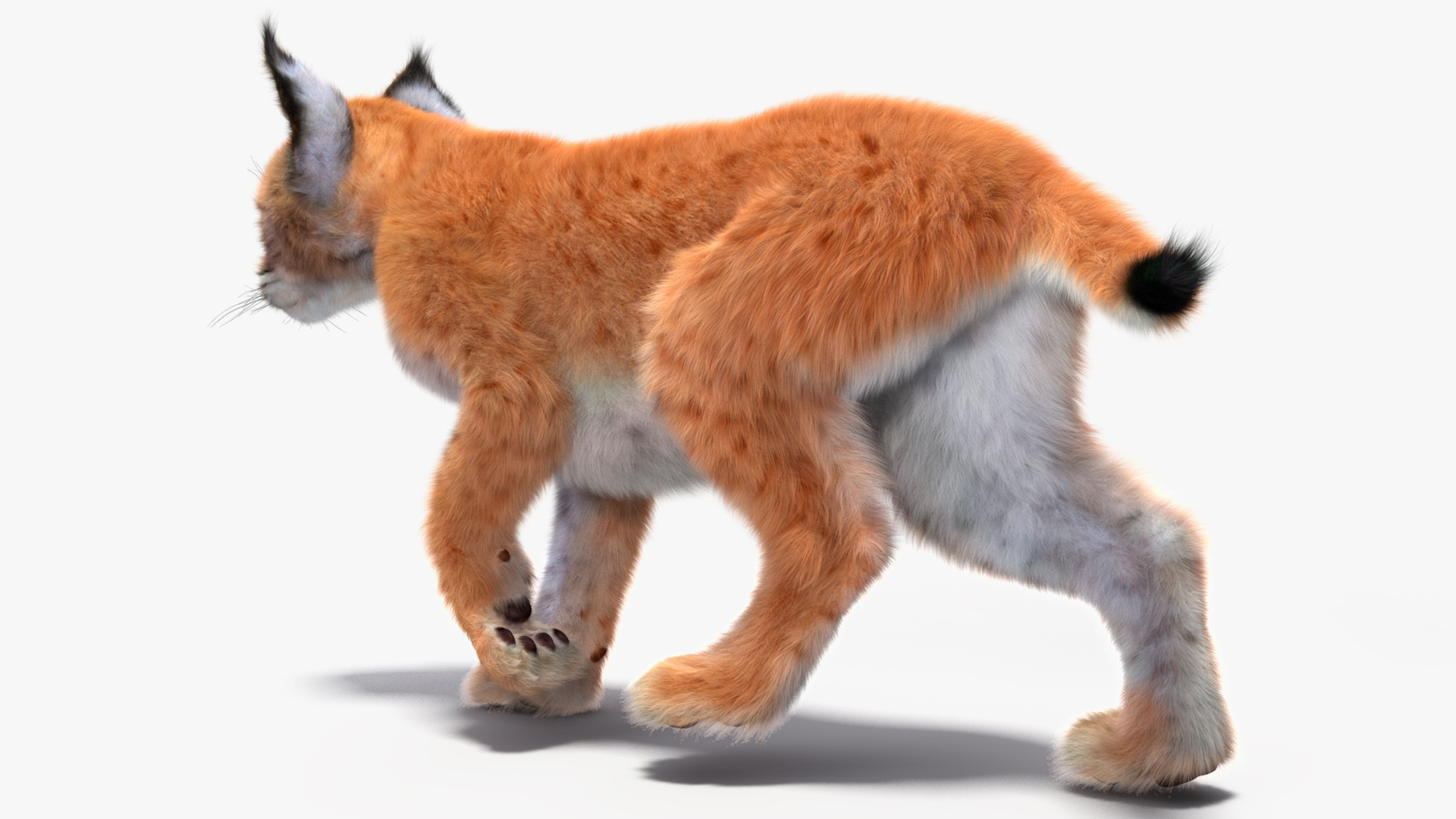 Lynx Cub Fur Rigged 3D model