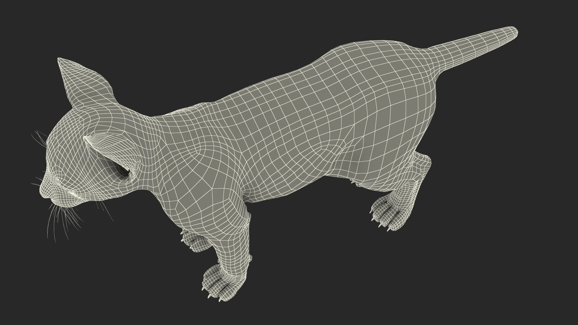 Lynx Cub Fur Rigged 3D model