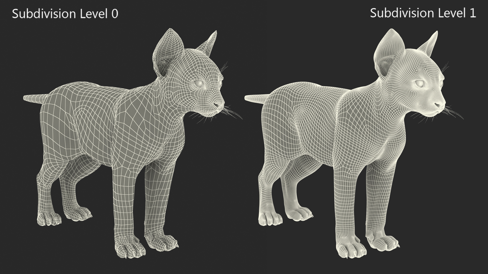 Lynx Cub Fur Rigged 3D model