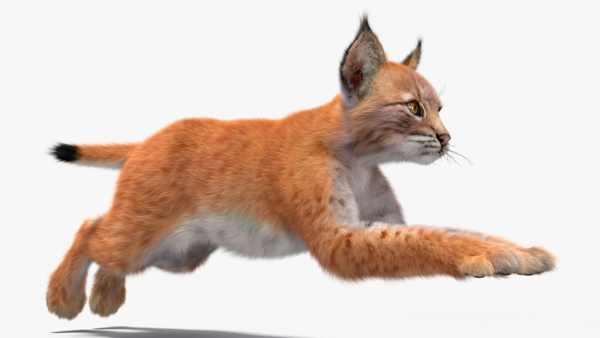 Lynx Cub Fur Rigged 3D model