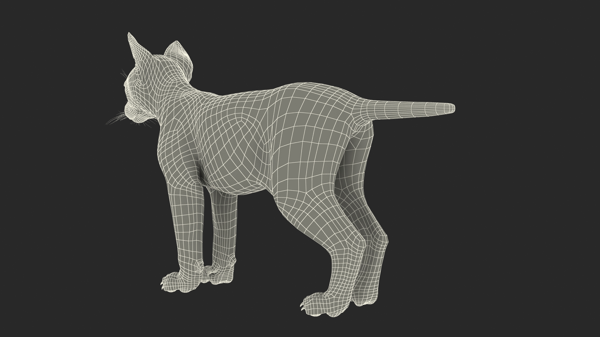 Lynx Cub Fur Rigged 3D model