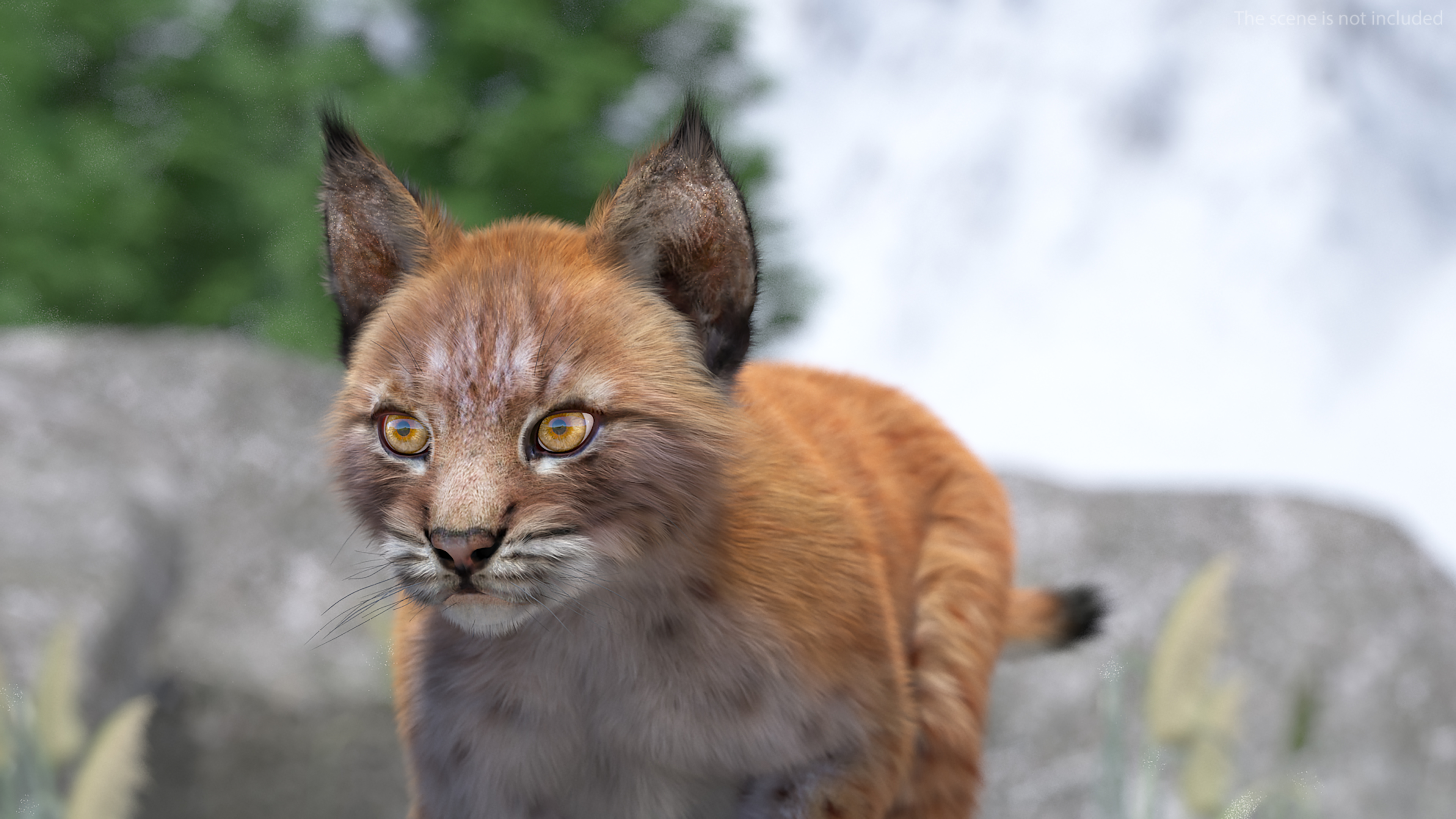 Lynx Cub Fur Rigged 3D model