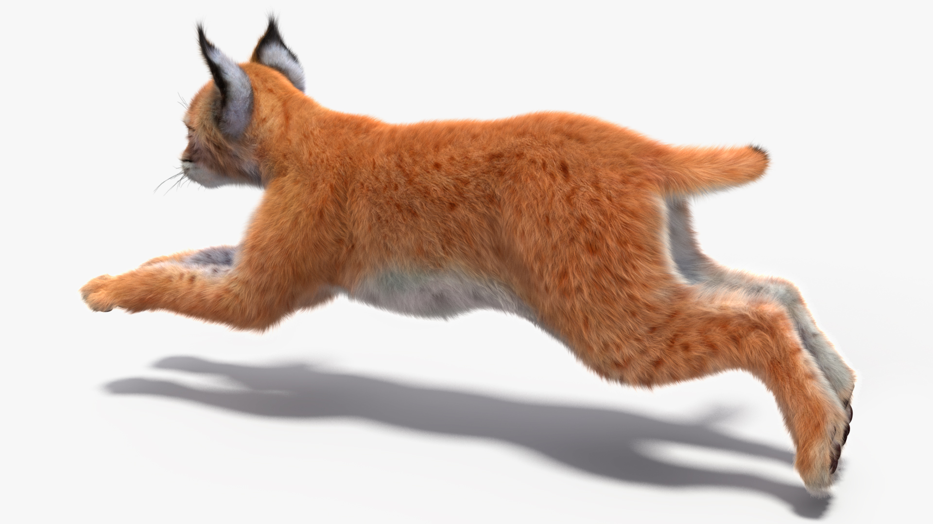 Lynx Cub Fur Rigged 3D model