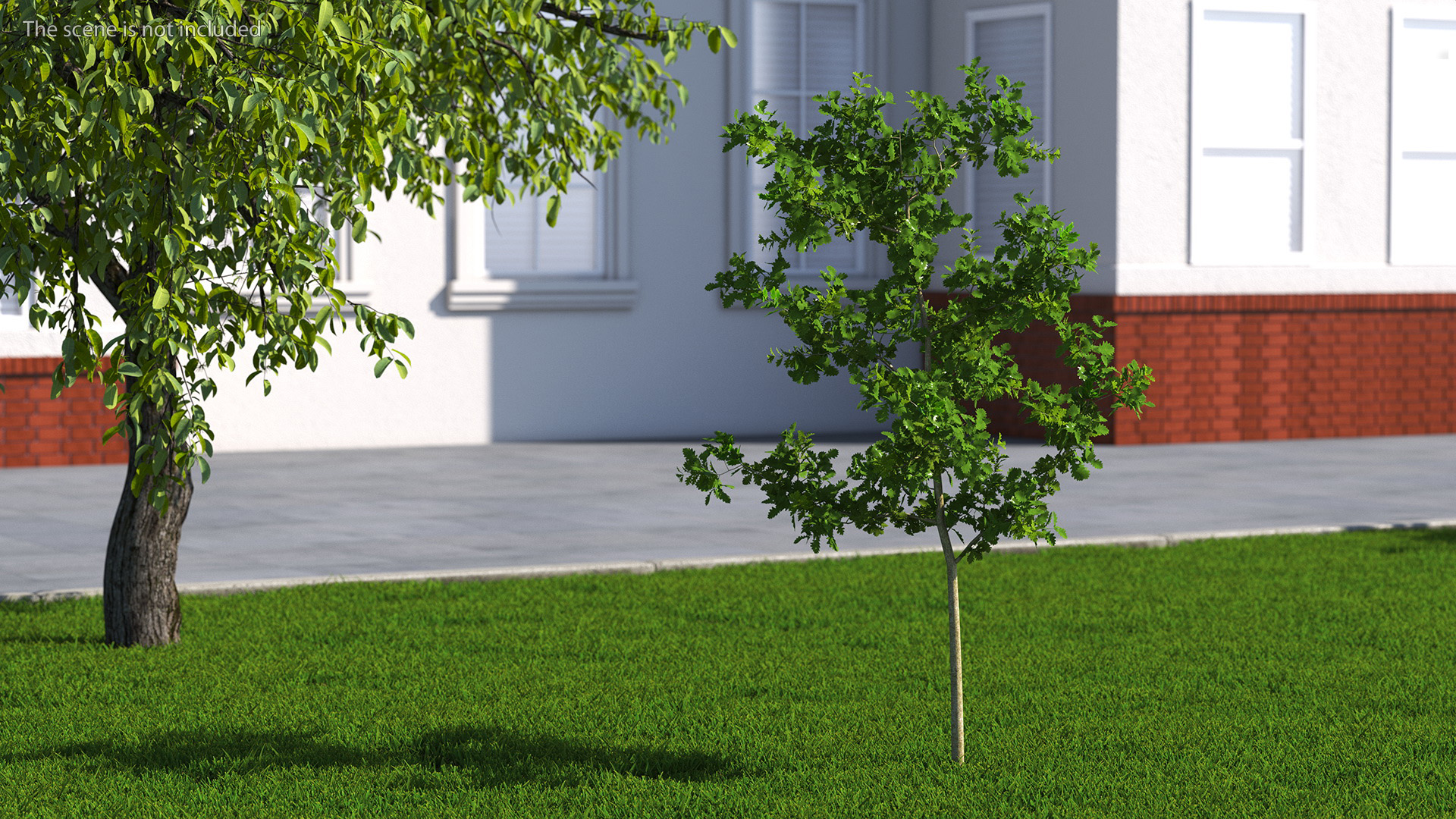 3D model Young White Oak