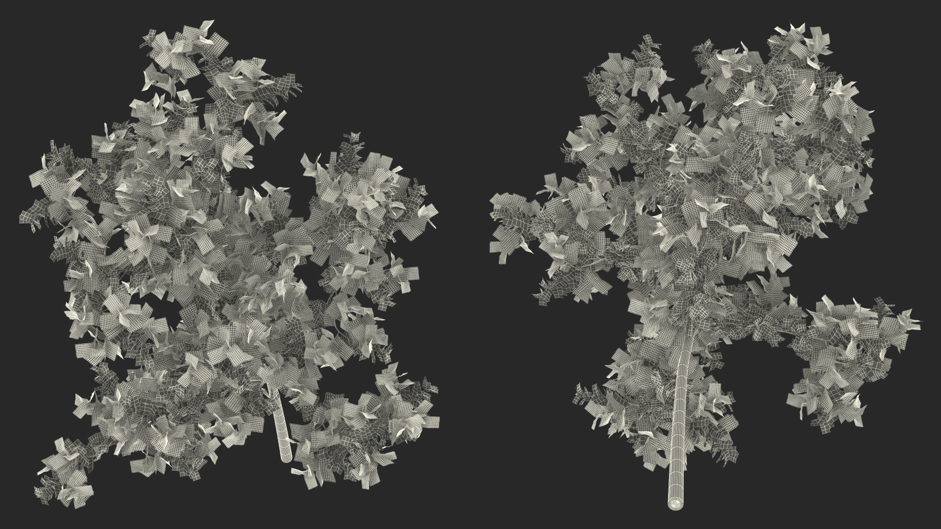 3D model Young White Oak