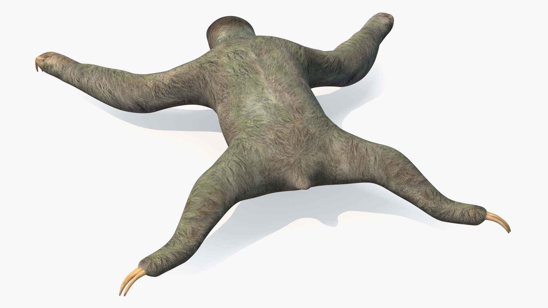 Sloth 3D model