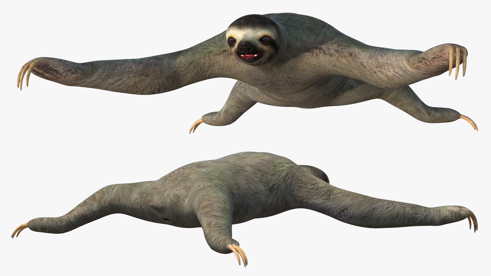 Sloth 3D model