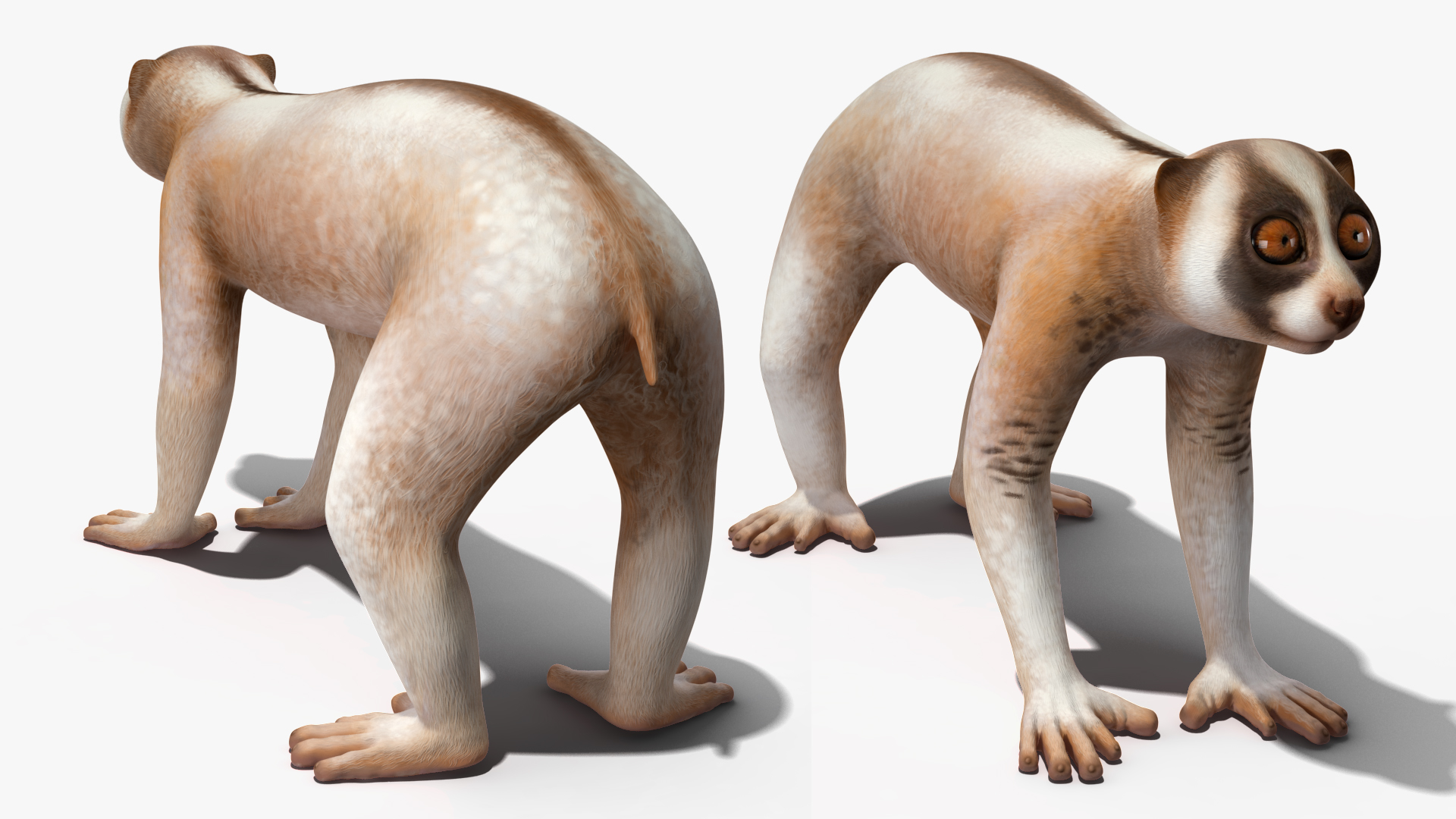 Bengal Slow Loris 3D