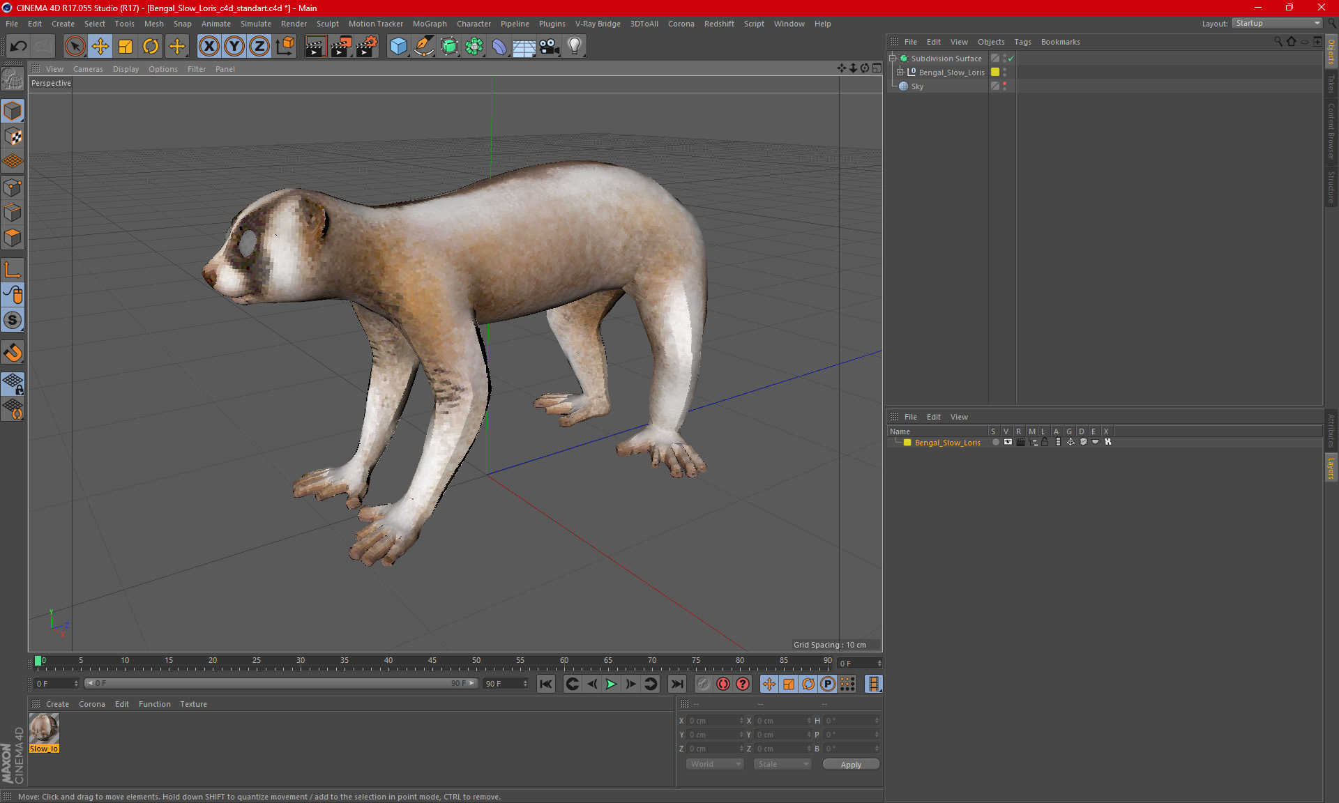 Bengal Slow Loris 3D