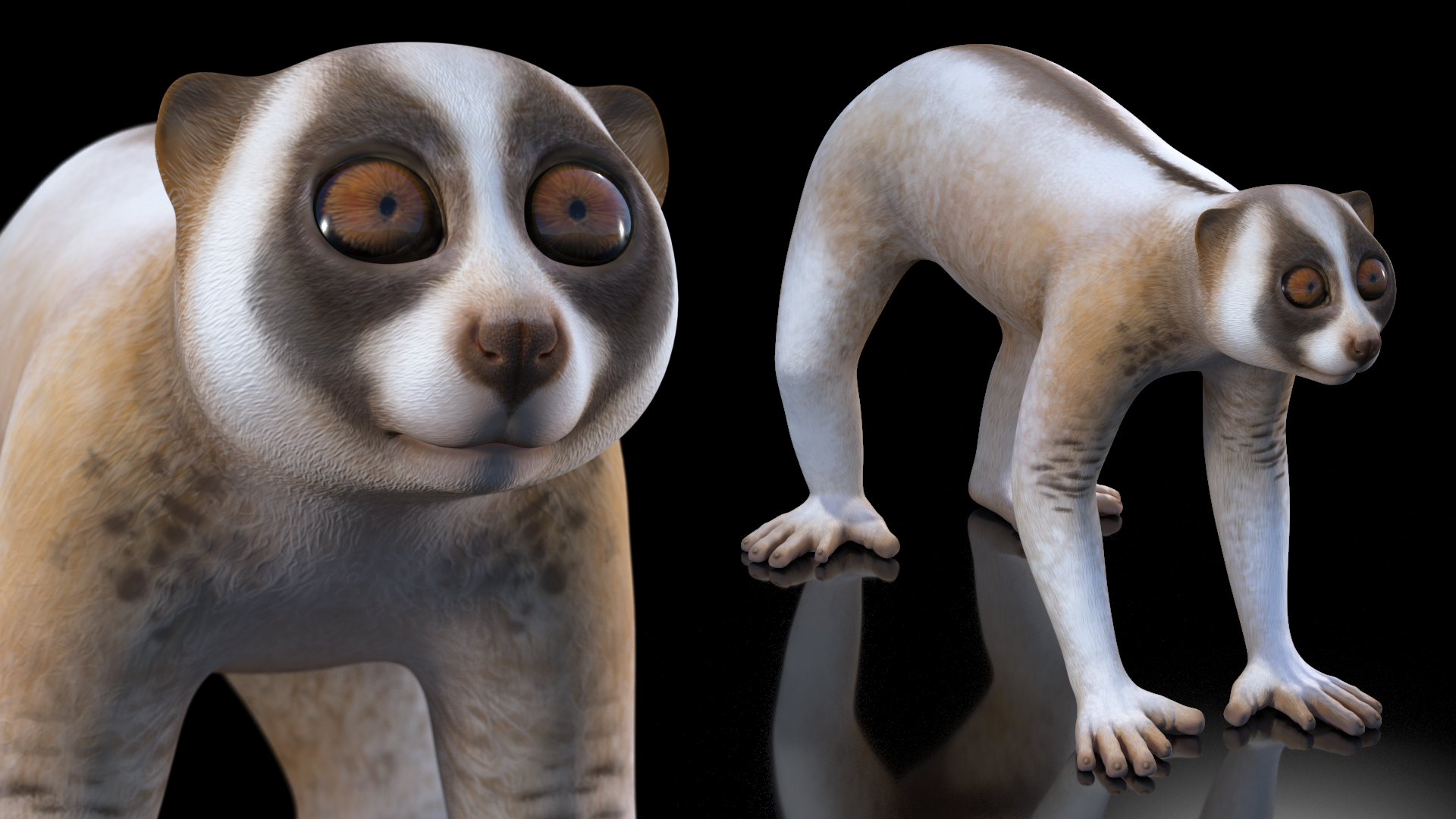 Bengal Slow Loris 3D