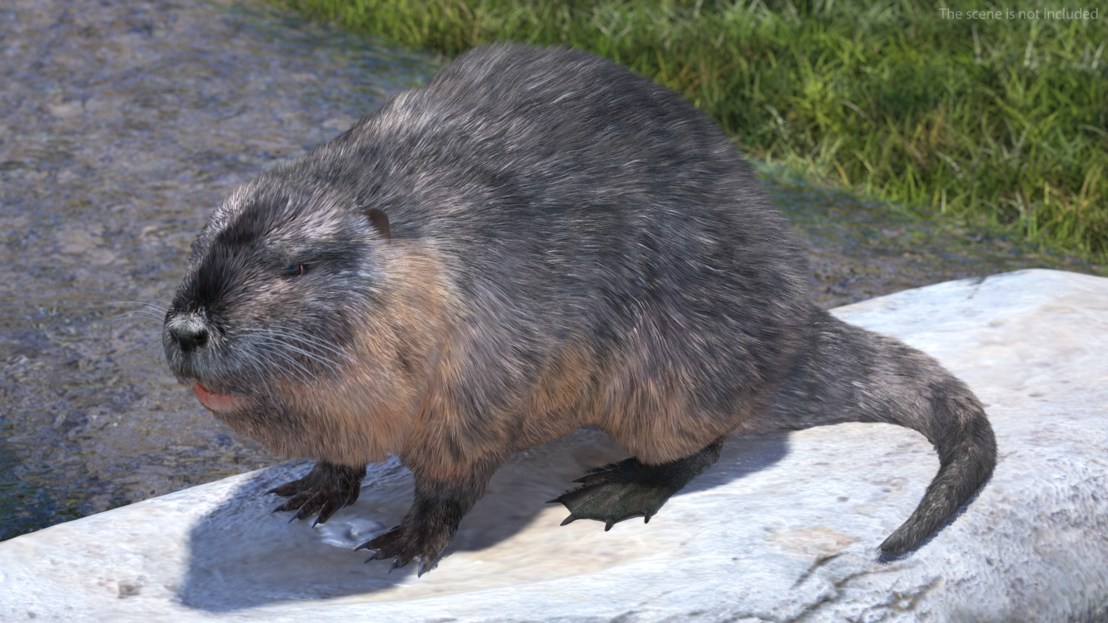 3D Nutria in a Sitting Pose Fur model