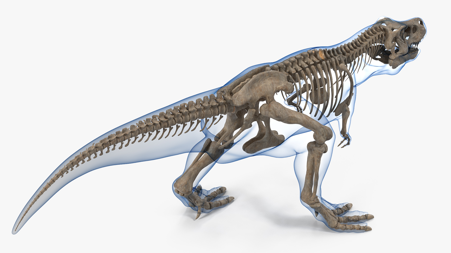 3D Tyrannosaurus Rex Skeleton Fossil with Skin Walking Pose