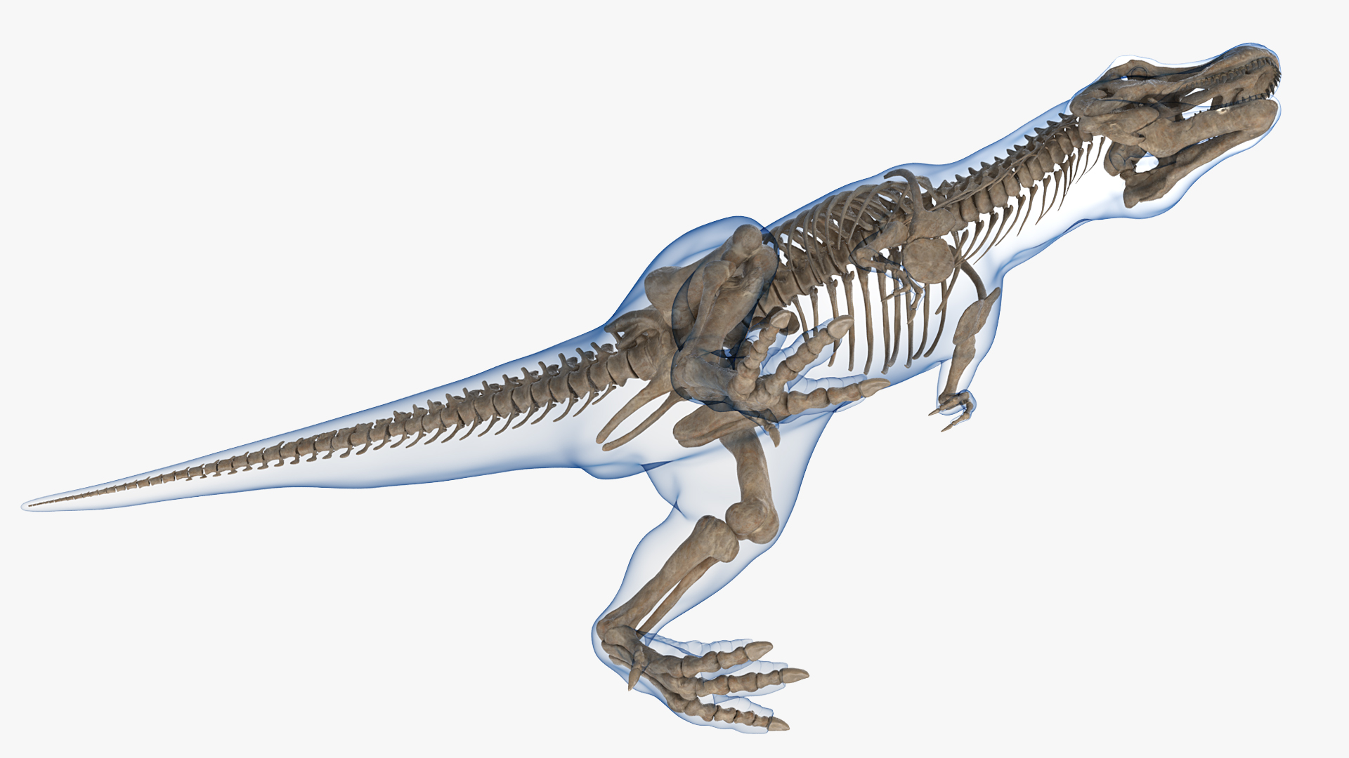 3D Tyrannosaurus Rex Skeleton Fossil with Skin Walking Pose