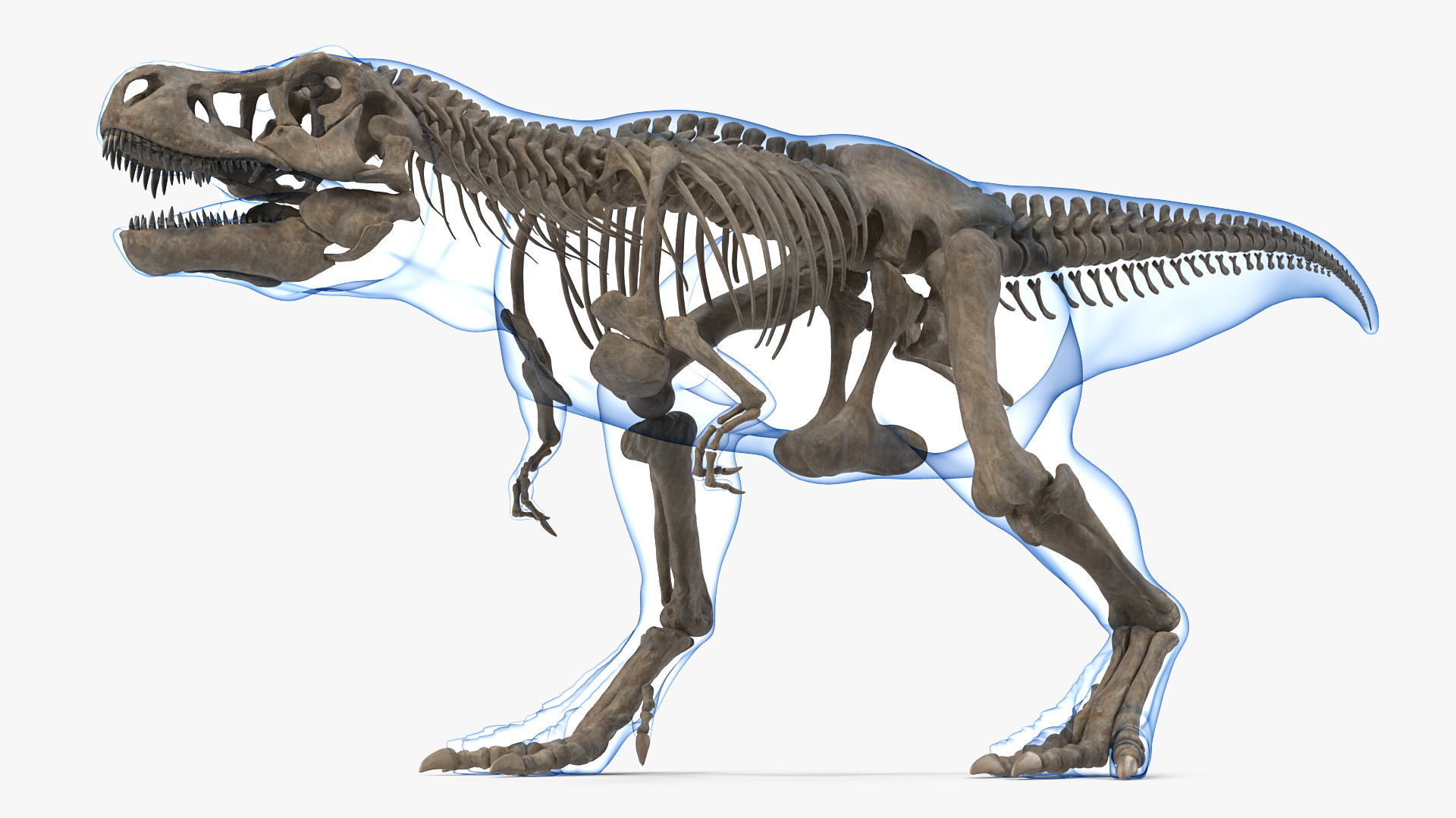 3D Tyrannosaurus Rex Skeleton Fossil with Skin Walking Pose