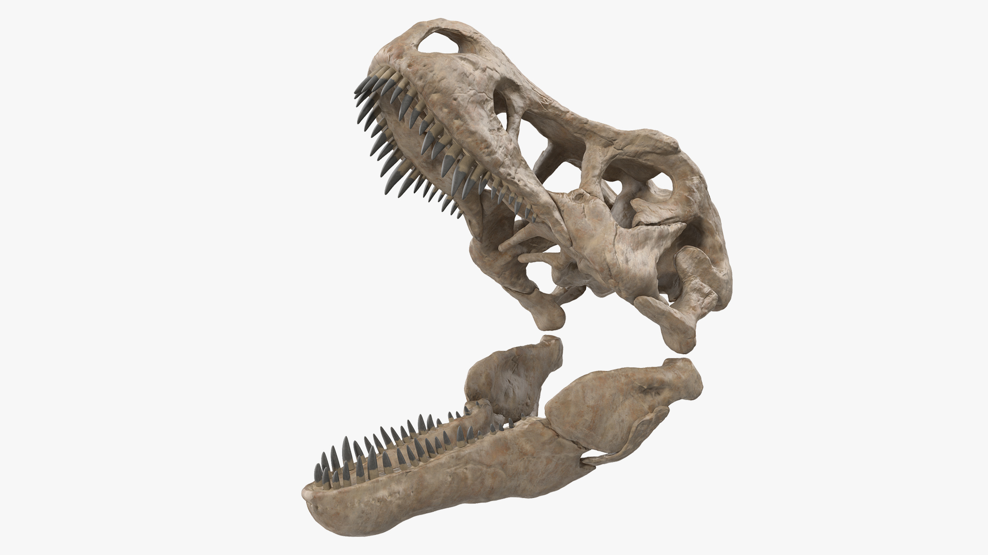 3D Tyrannosaurus Rex Skeleton Fossil with Skin Walking Pose