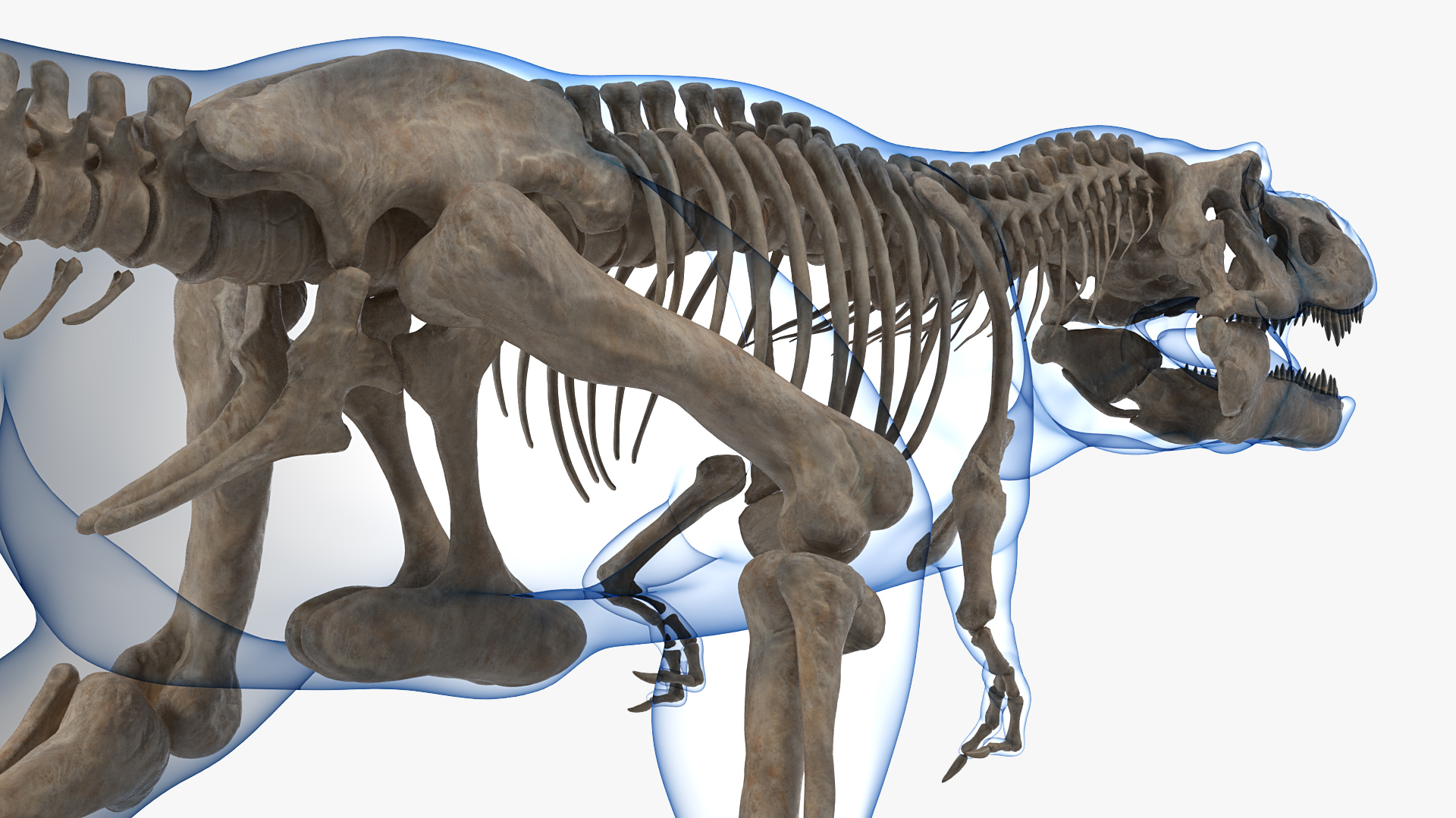 3D Tyrannosaurus Rex Skeleton Fossil with Skin Walking Pose