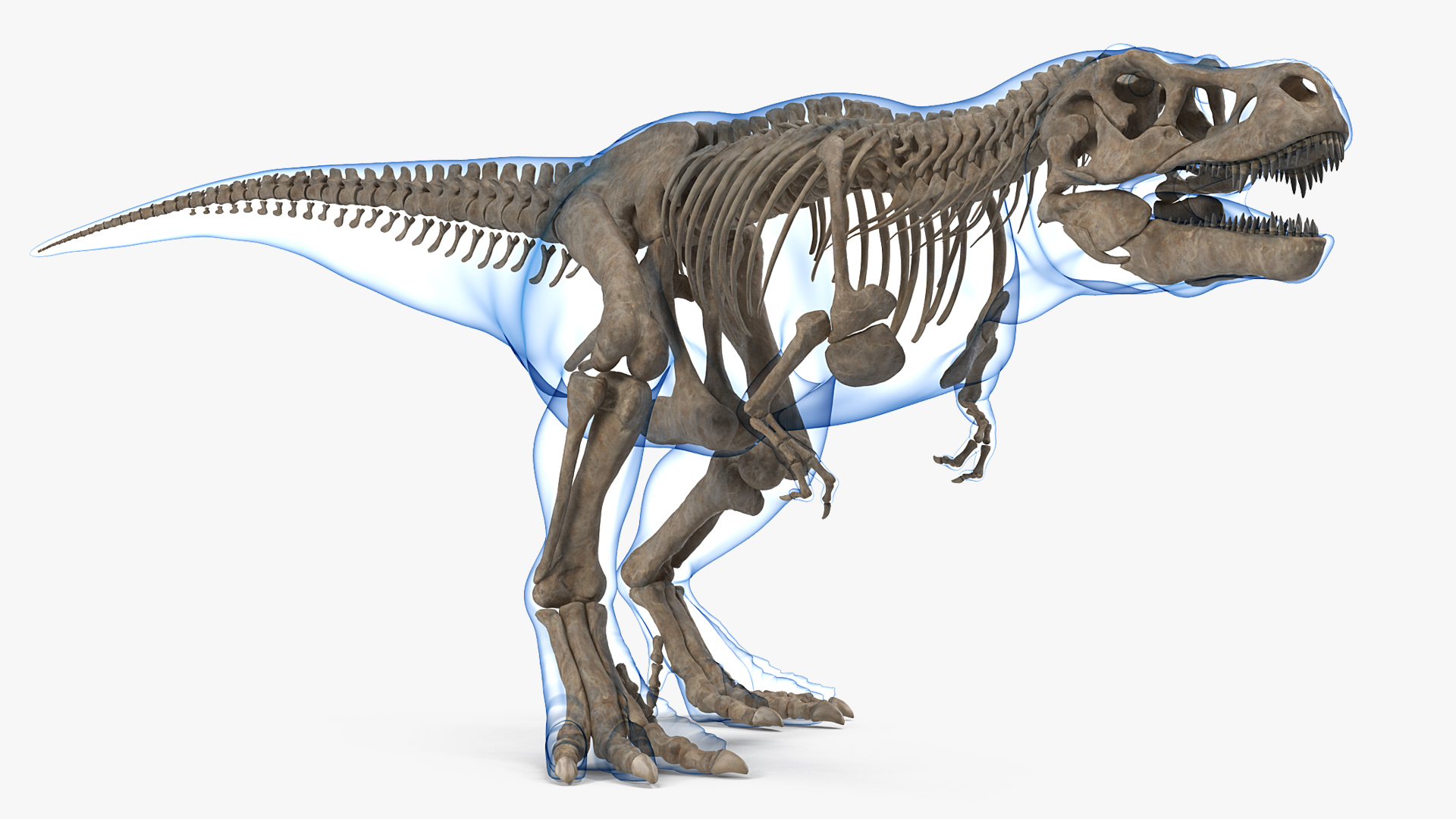 3D Tyrannosaurus Rex Skeleton Fossil with Skin Walking Pose