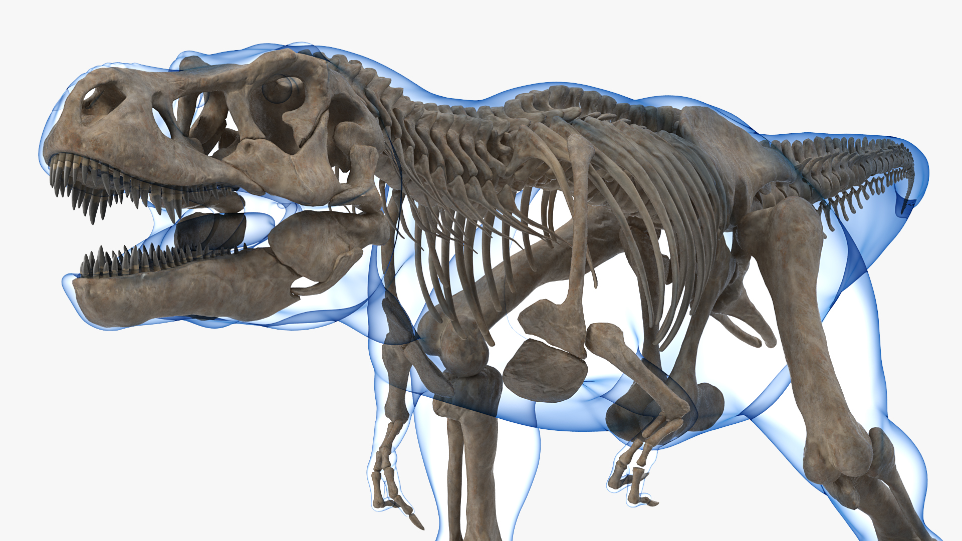 3D Tyrannosaurus Rex Skeleton Fossil with Skin Walking Pose