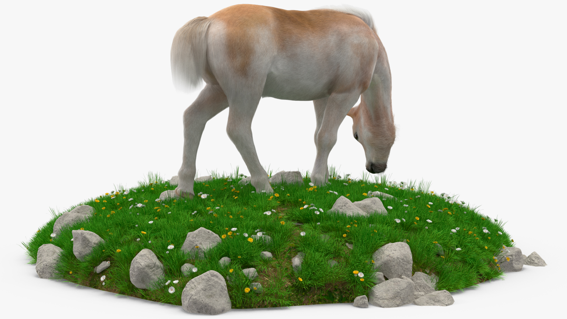 Shetland Pony Grazing in a Meadow Fur 3D