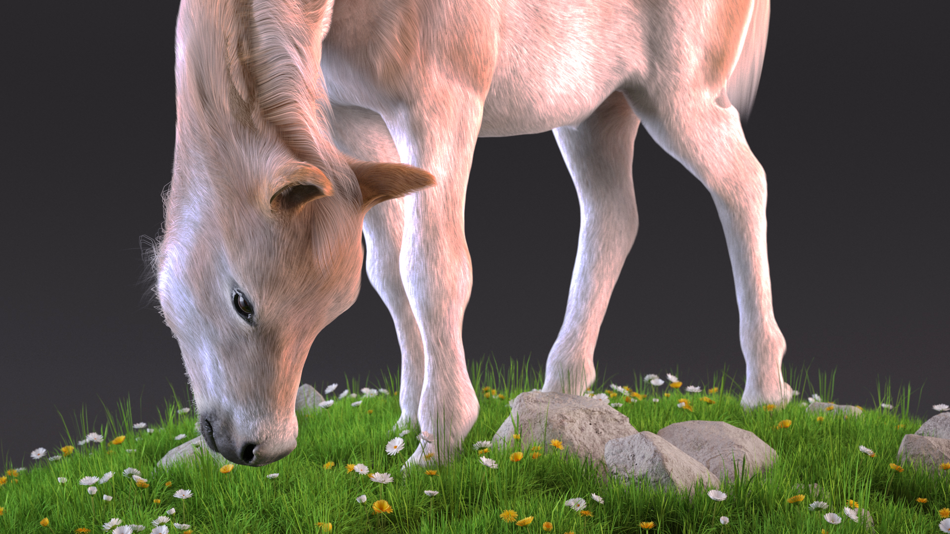 Shetland Pony Grazing in a Meadow Fur 3D