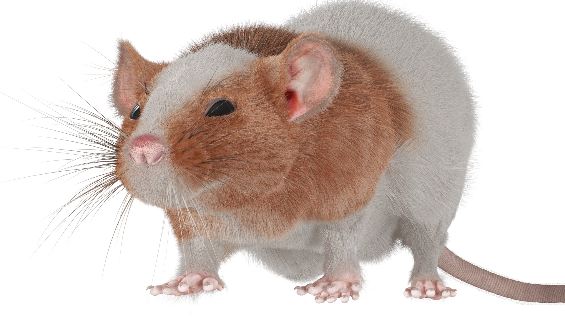 3D Realistic Dumbo Rat Fur model