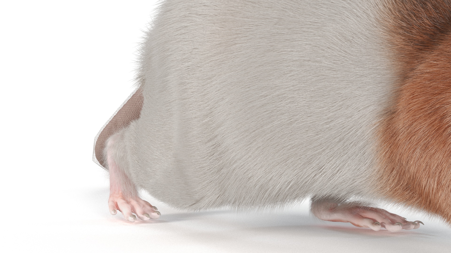 3D Realistic Dumbo Rat Fur model