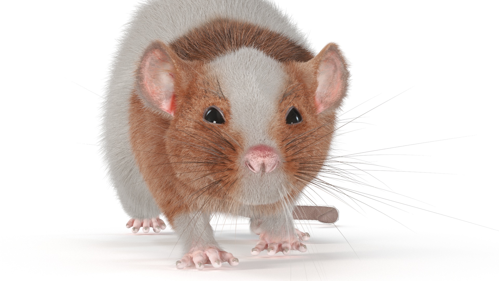 3D Realistic Dumbo Rat Fur model