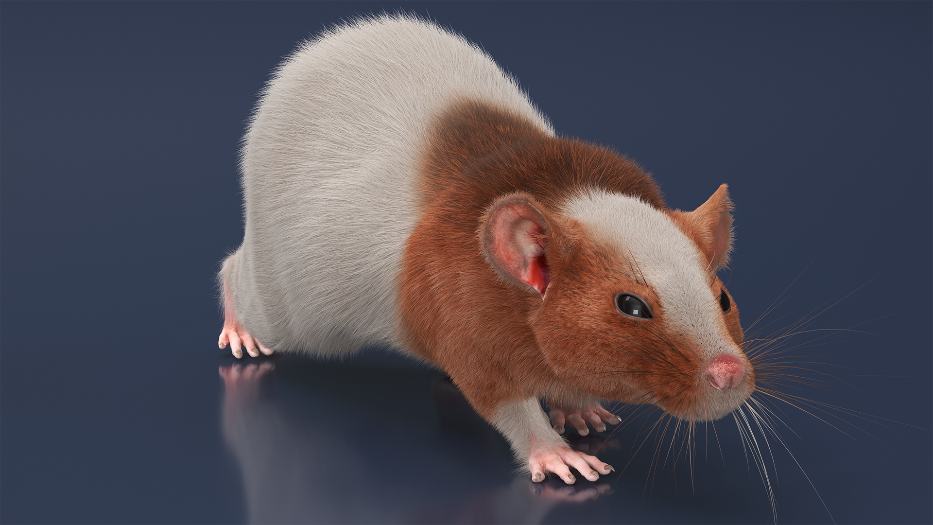 3D Realistic Dumbo Rat Fur model