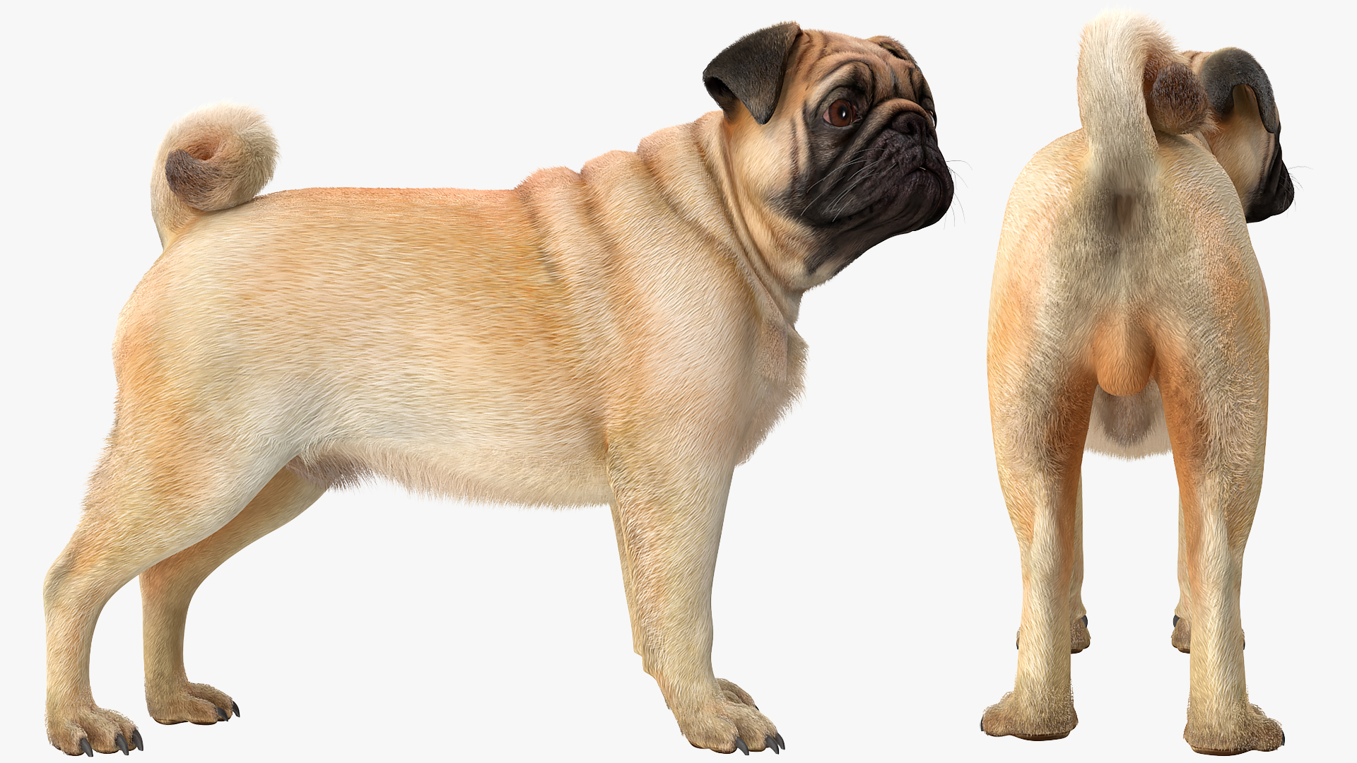 3D Pug Dog Fur