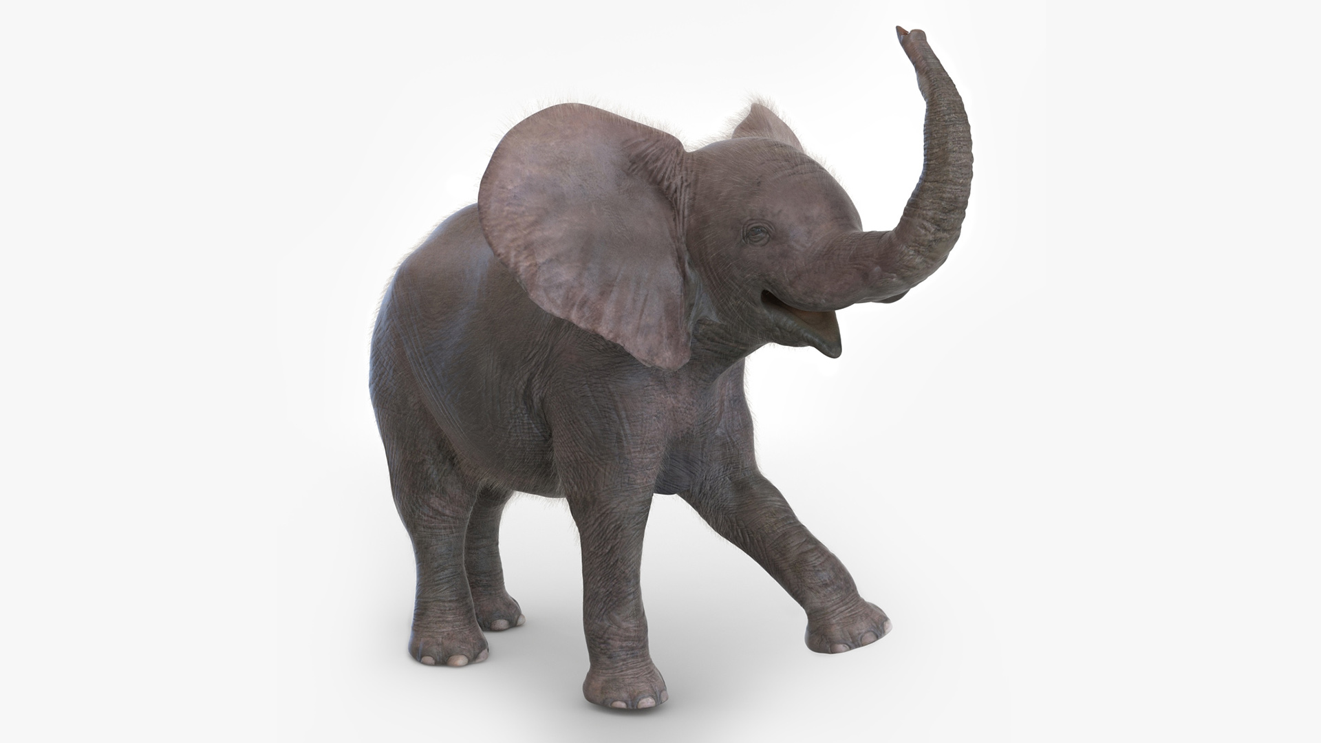 Baby Elephant Rigged Fur 3D model