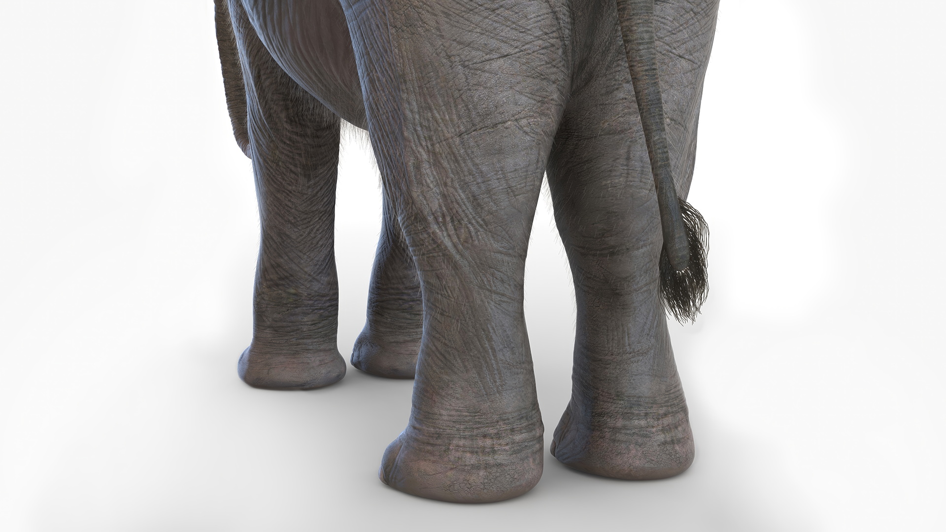 Baby Elephant Rigged Fur 3D model