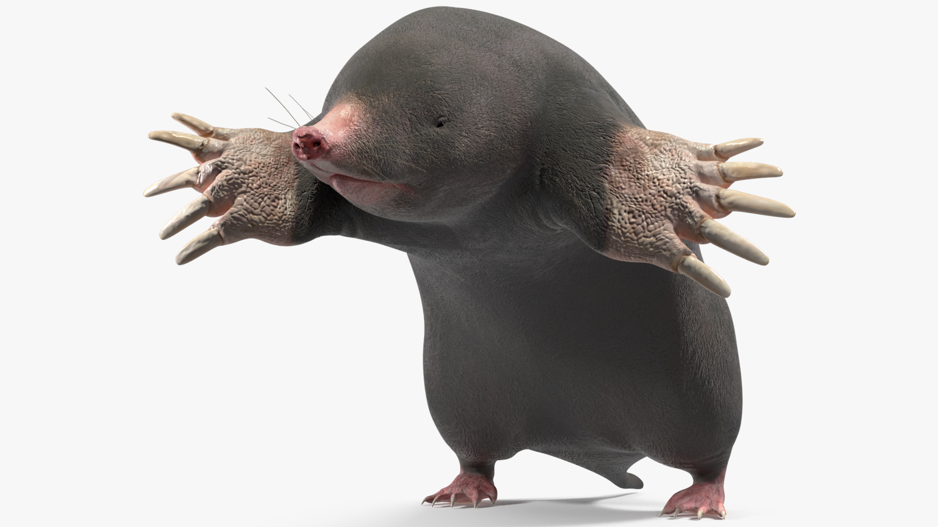 3D European Mole Animal Rigged for Cinema 4D