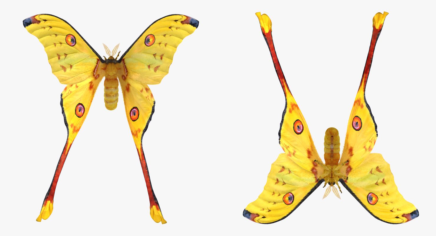 3D Comet Moth Flying Pose with Fur