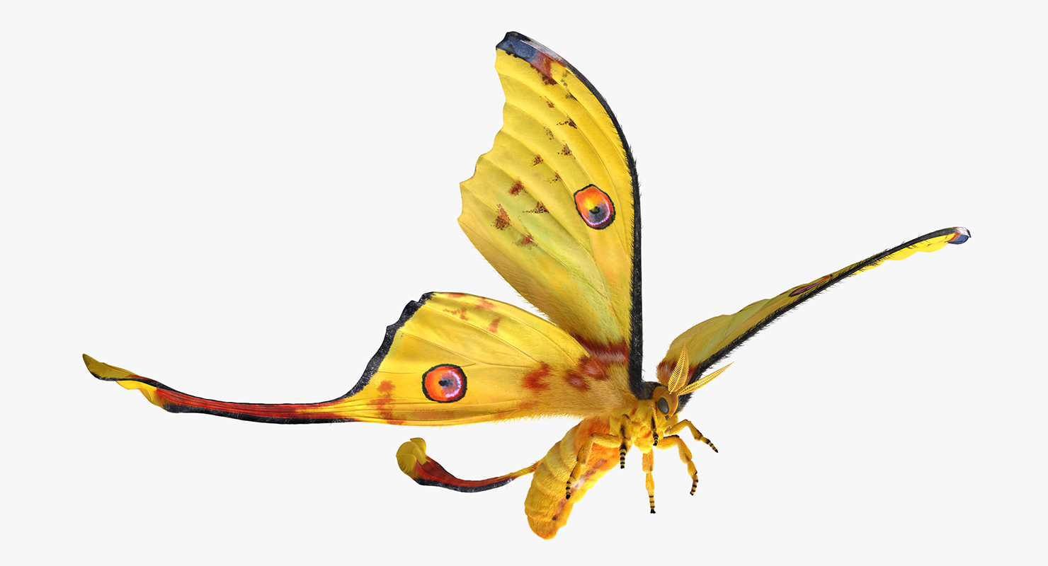 3D Comet Moth Flying Pose with Fur