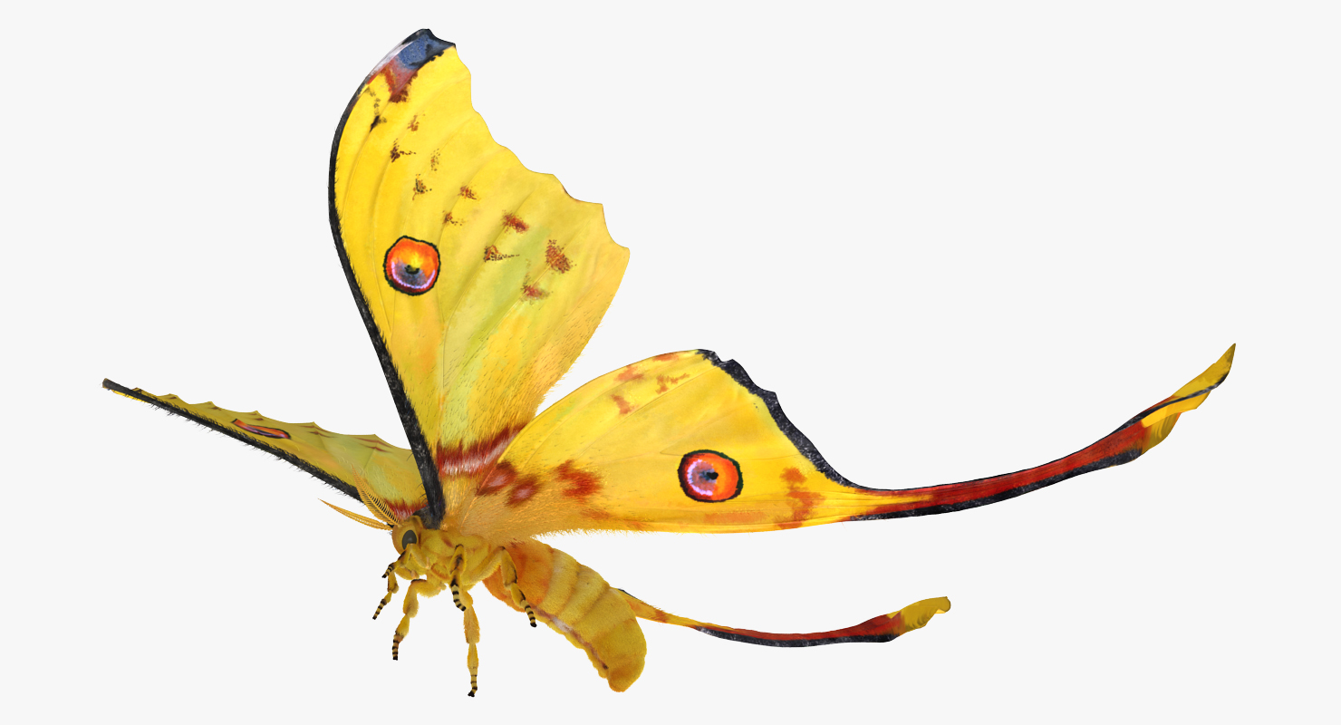 3D Comet Moth Flying Pose with Fur