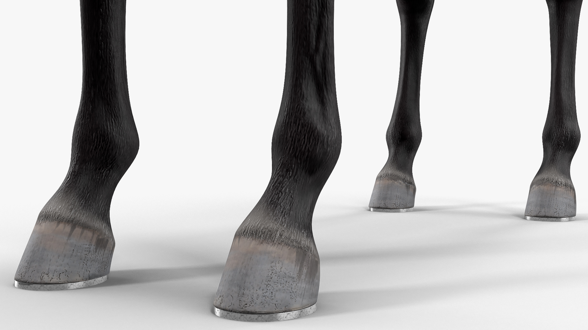 Racehorse Black Rigged 3D