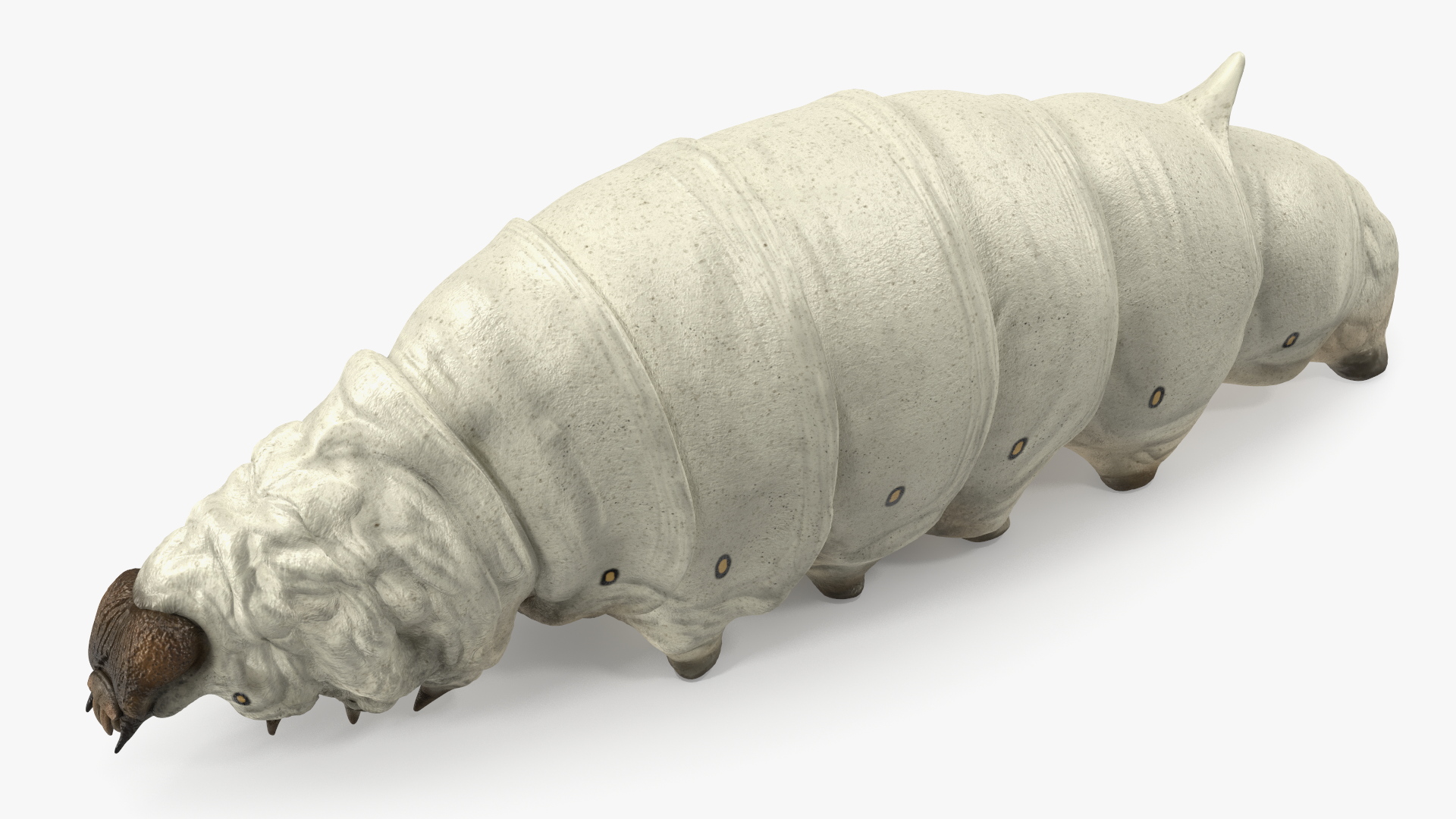 Silkworm White 3D model