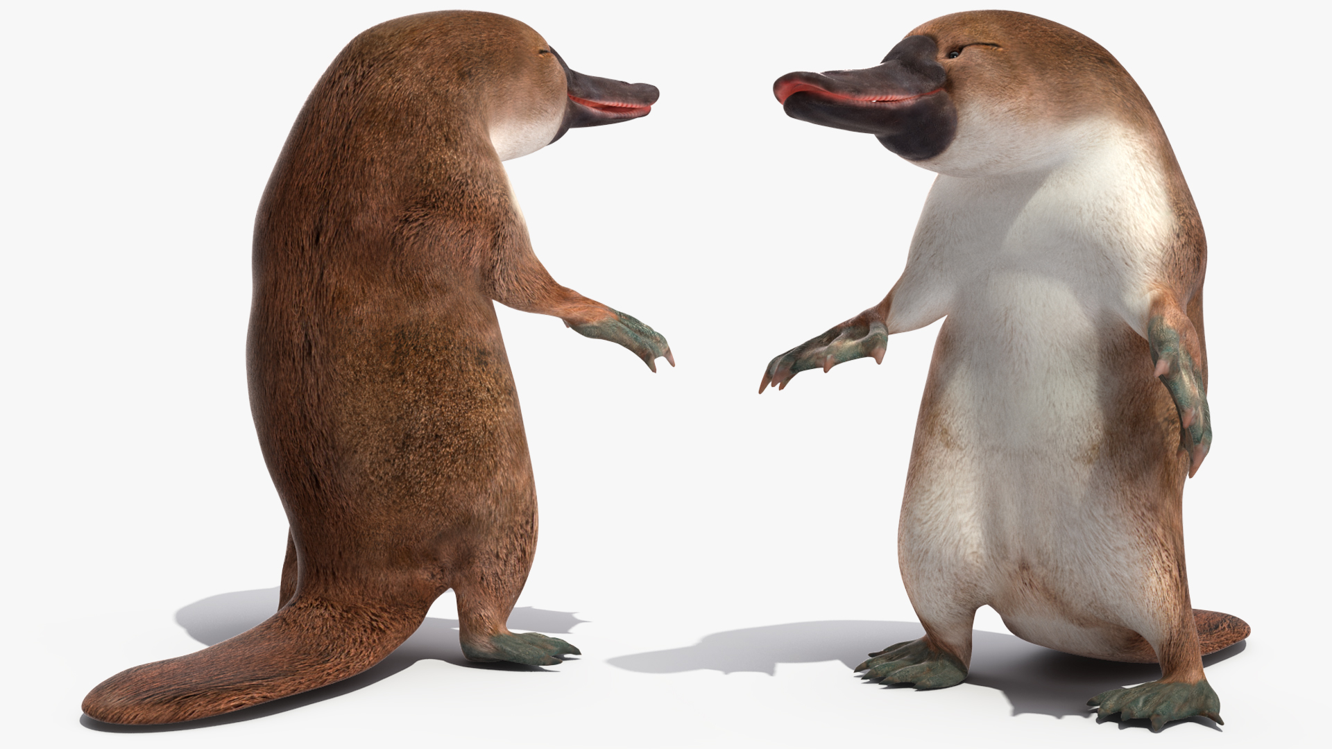 Standing Platypus 3D