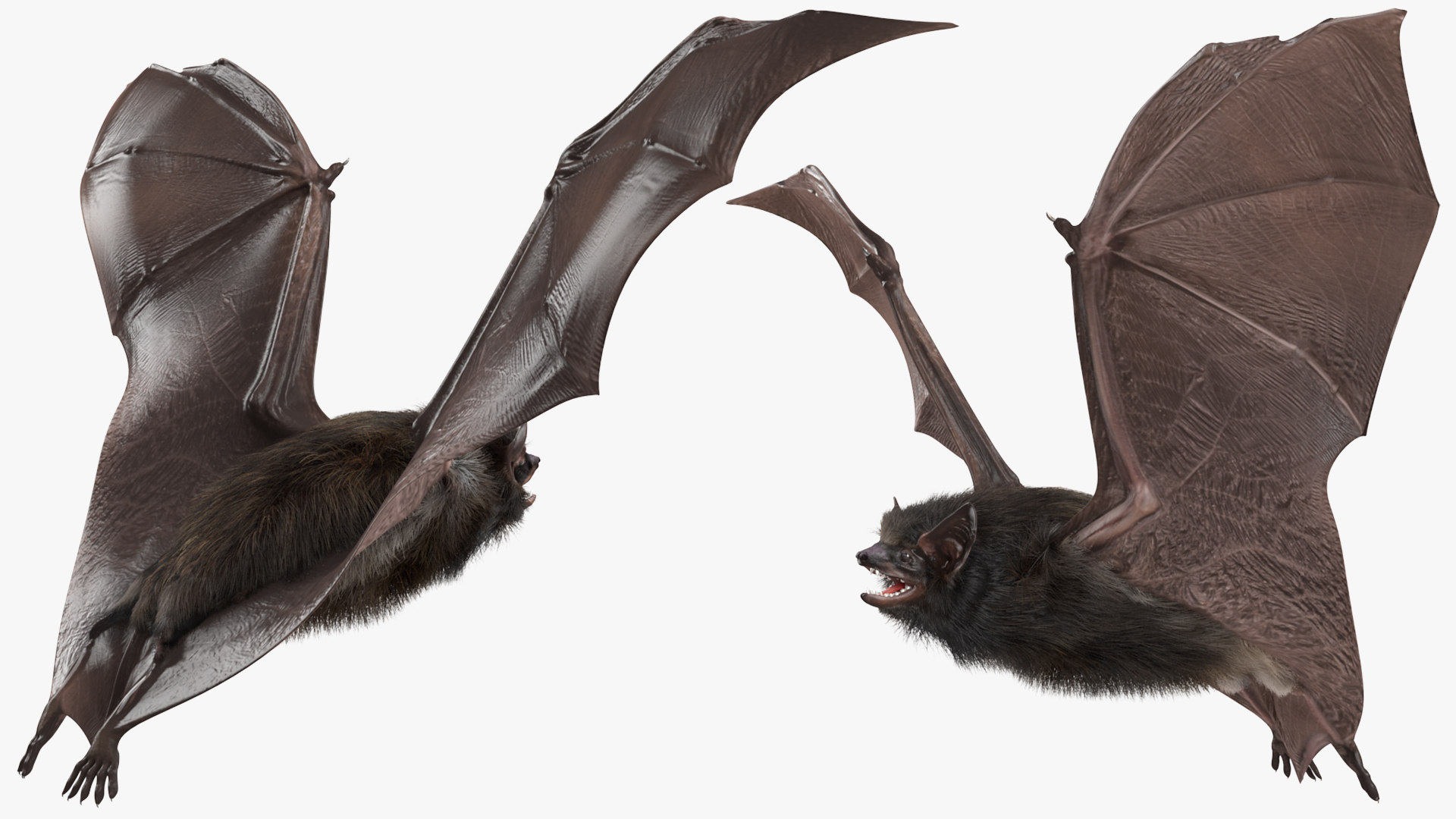 3D model Flying Black Bat Fur