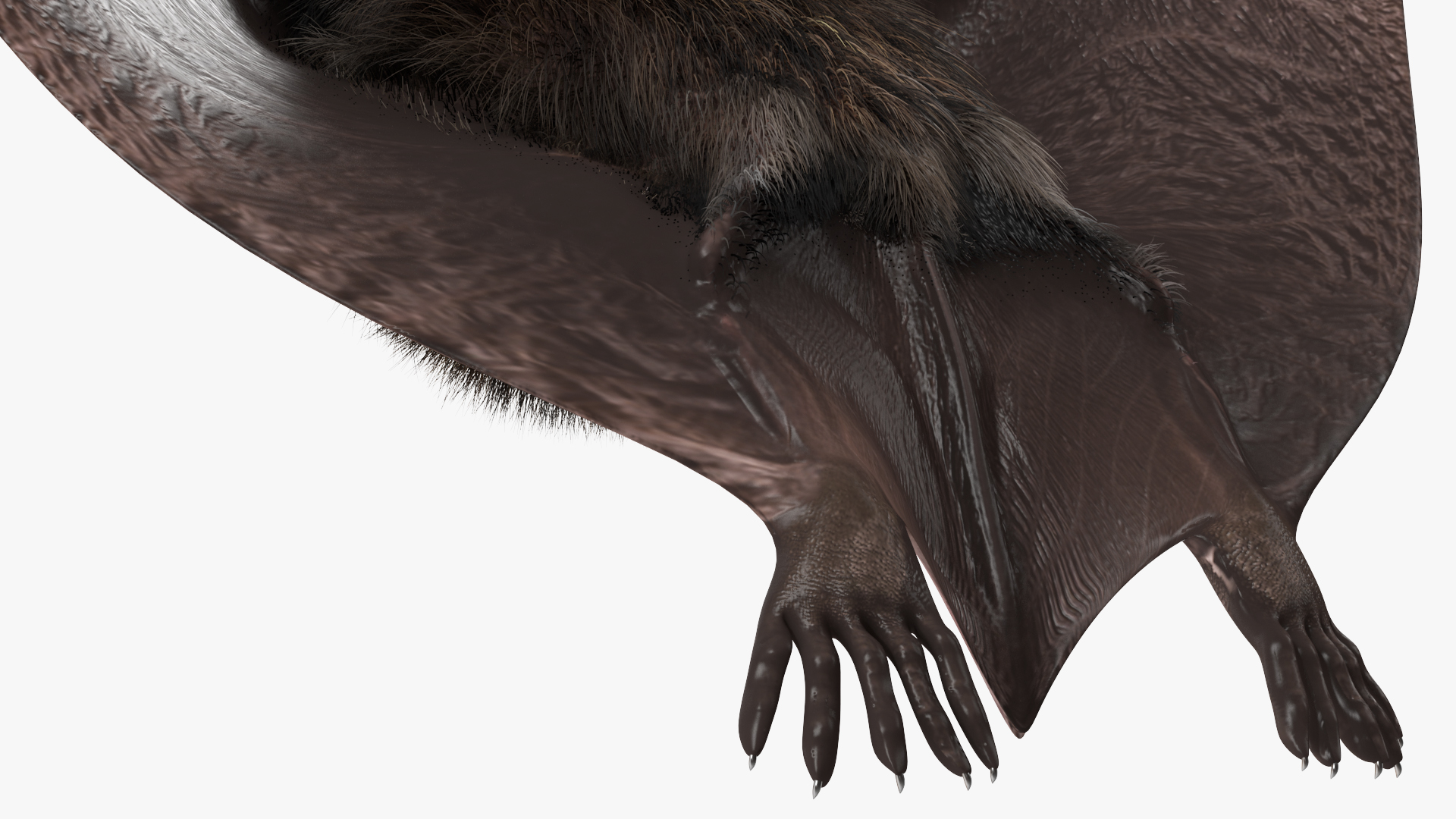 3D model Flying Black Bat Fur