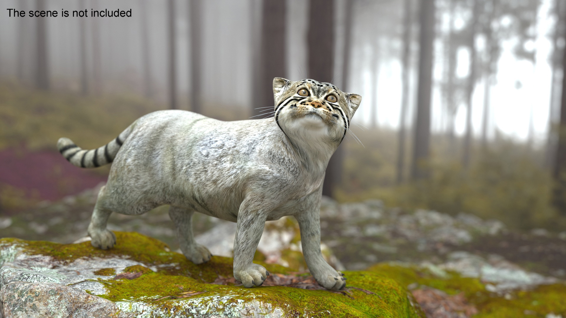 3D Cat Rigged Animated for Cinema 4D model