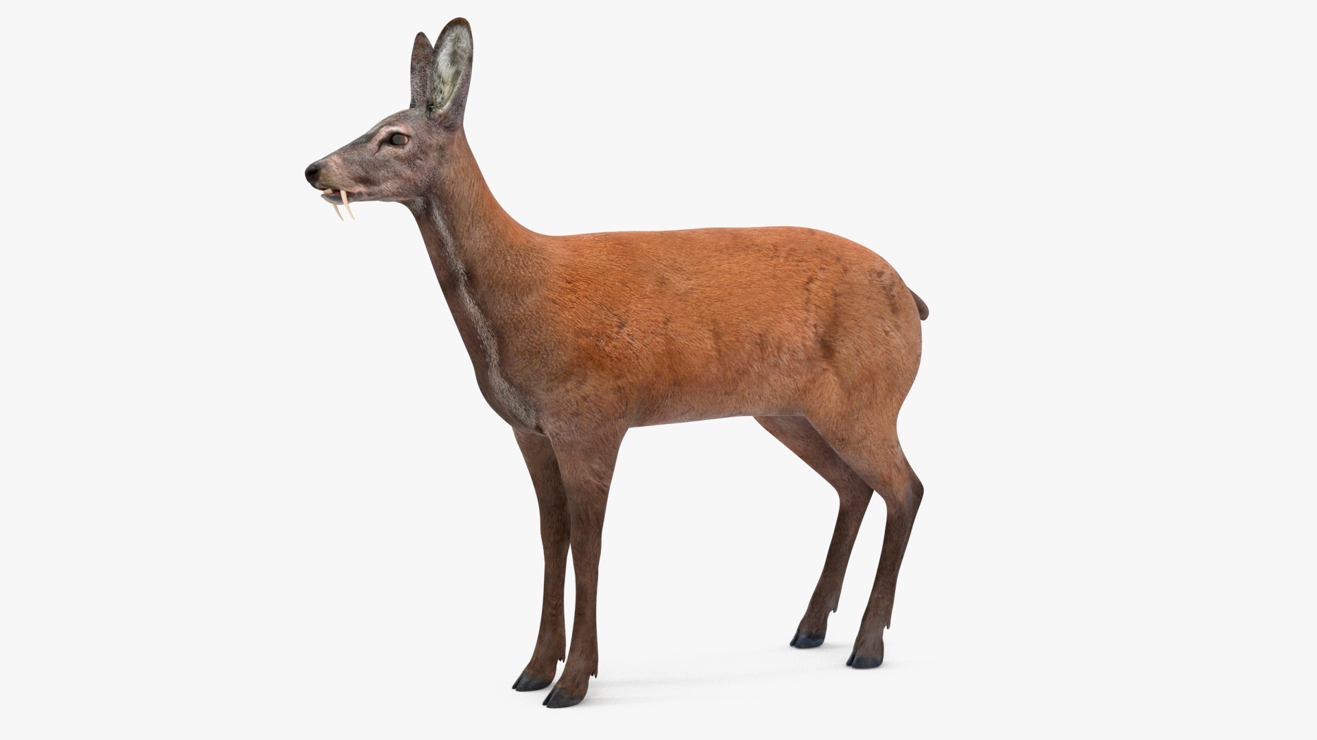 Moschus Moschiferus 3D model