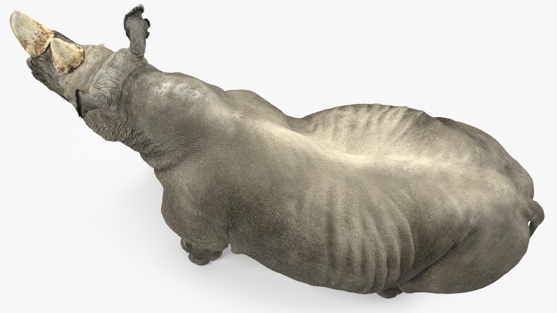 Adult Rhino Fur Rigged 3D