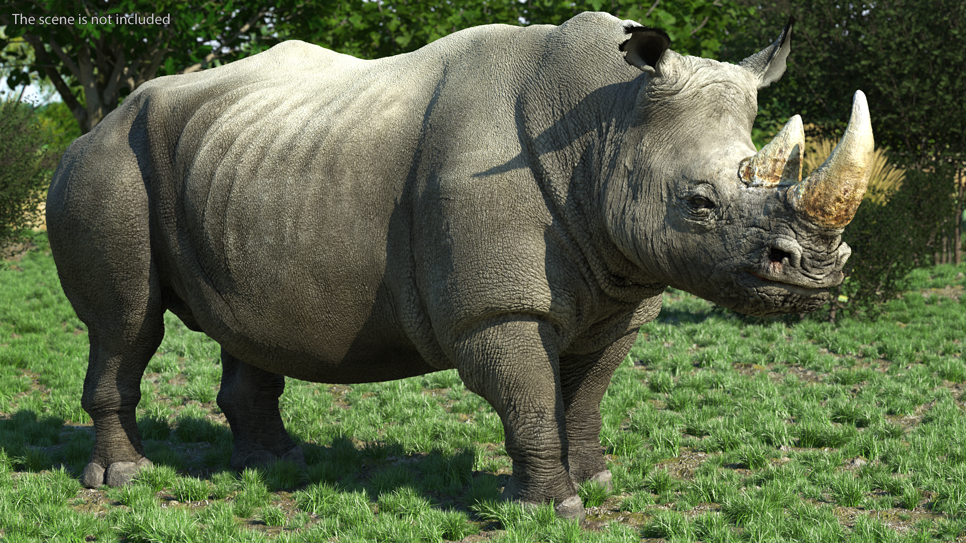 Adult Rhino Fur Rigged 3D